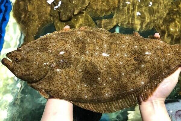 Cá Bơn Hàn Quốc